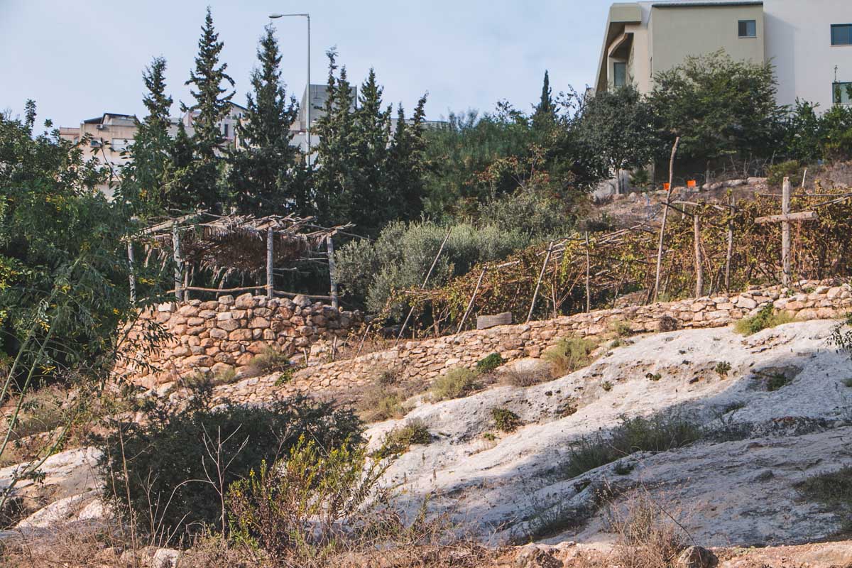 Farmland at Nazareth Village, a re-created first-century village in Israel