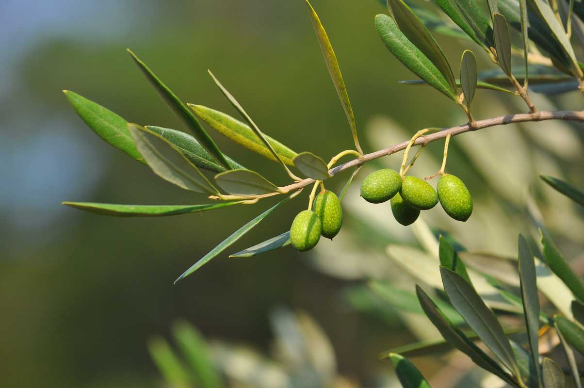 An olive branch with ripening olives on the tree